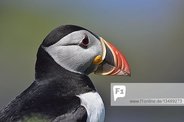 Papageientaucher (Fratercula arctica)  Tierporträt  Lunga-Insel  Schottland  Großbritannien