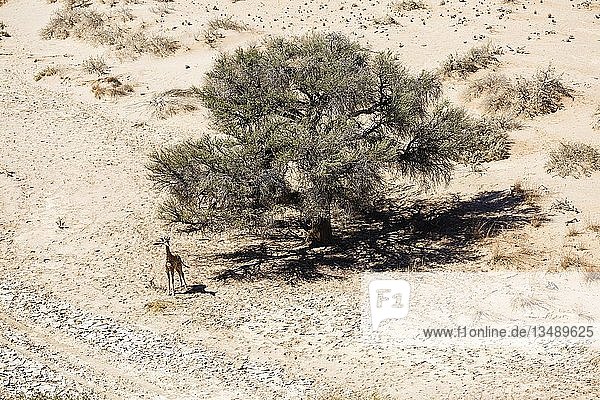 Luftaufnahme  Giraffe (Giraffa camelopardalis)  Jungtier  im Tsondab-Trockenfluss  Namib-Naukluft-Nationalpark  Namibia  Afrika