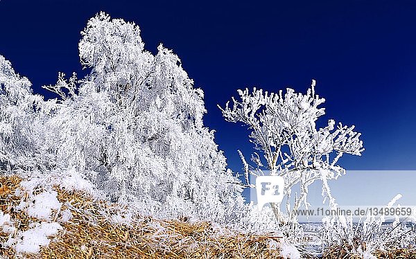 Frostbedeckte Bäume unter einem tiefblauen Himmel bei Eichstätt  Pietenfeld  Bayern  Deutschland  Europa