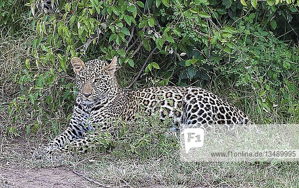 Leopard (Panthera pardus) liegt vor einem Gebüsch  Masai Mara  Kenia  Afrika