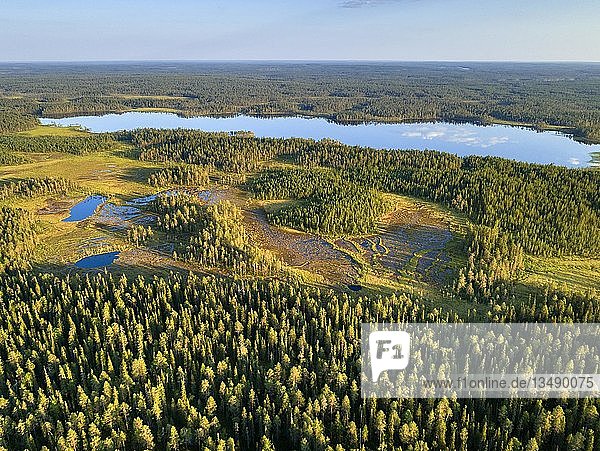 Drohnenaufnahme  Koniferen in Feuchtgebiet mit See  borealer  arktischer Wald  Suomussalmi  Kainuu  Finnland  Europa