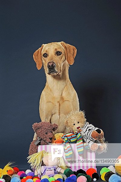 Labrador Retriever  gelb  Hündin  sitzt in Box mit Spielzeug  Österreich  Europa