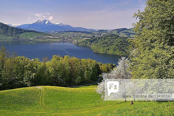 Blick auf den Zugersee und den Pilatus  davor Kirschblüten  Walchwil  Kanton Zug  Schweiz  Europa
