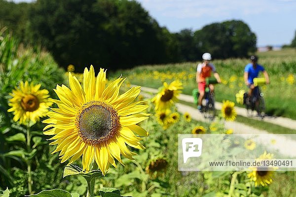 Cyclists in sunflower field at Niederaichbach  Eastern Bavaria  Lower Bavaria  Bavaria  Germany  Europe