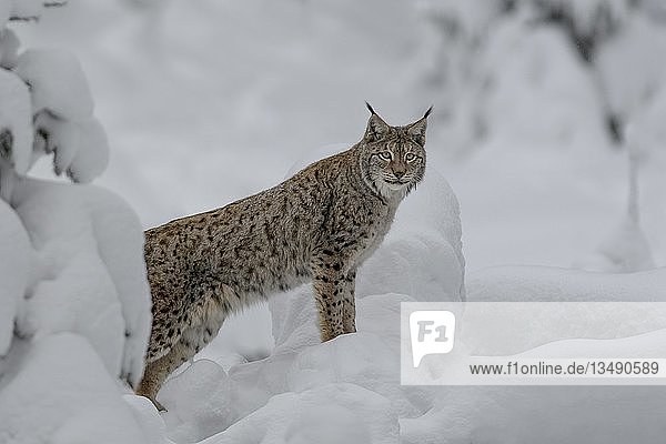 Eurasischer Luchs (Lynx lynx),  Männchen stehend im verschneiten Wald,  in Gefangenschaft,  Bayerischer Wald,  Bayern,  Deutschland,  Europa