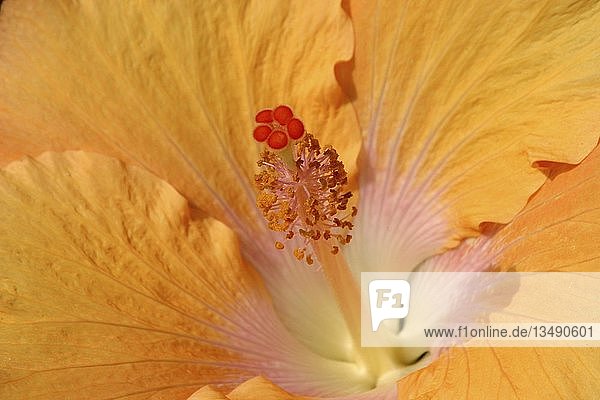 Detail of a yellow hibiscus flower