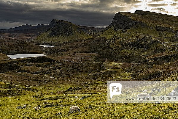 Quiraing-Massiv mit dramatischen Wolken und Schafen im Vordergrund  Portree  Isle of Sky  Schottland  Vereinigtes Königreich  Europa