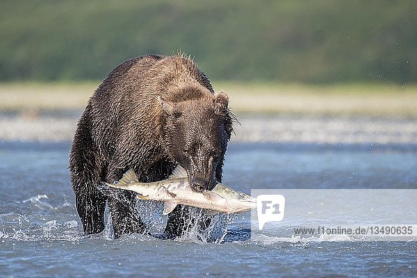Braunbär (Ursus Arctos) mit gefangenem Lachs im Fluss  Katmai National Park  Alaska  USA  Nordamerika