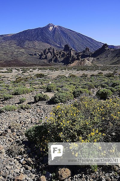 Volcanic vegetation  Mount Teide volcano behind  Tenerife  Canary Islands  Spain  Europe