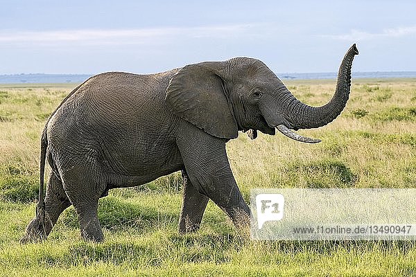 Afrikanischer Elefant (Loxodonta africana)  Amboseli-Nationalpark Kenia Ostafrika