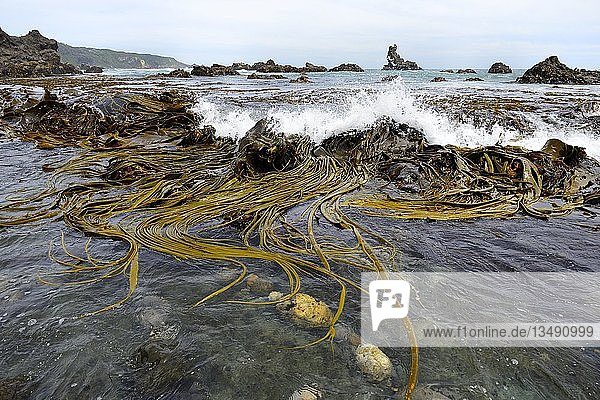 Alluvialer Riesenkelch (Macrocystis pyrifera)  felsiger Strand bei Pumillahue  Insel ChiloÃ©  Chile  Südamerika