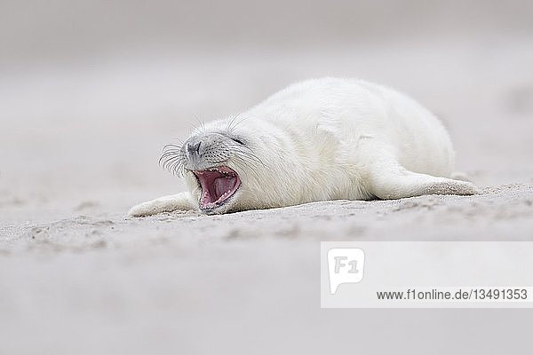 Kegelrobbe (Halichoerus grypus)  Jungtier liegt am Strand und ruft  Insel DÃ¼ne  Helgoland  Niedersachsen  Deutschland  Europa