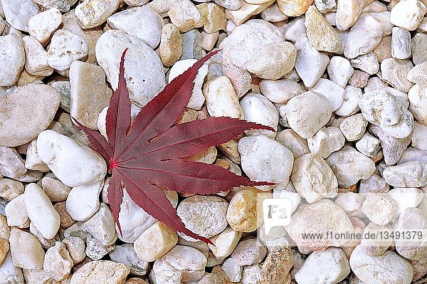 Blatt eines Japanischen Ahorns (Acer palmatum)  auf Kieselsteinen liegend