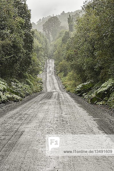 Wellblechpiste der Carretera Austral im gemäßigten Regenwald Pumalín Park bei Chaitén Región de los Lagos Chile Südamerika
