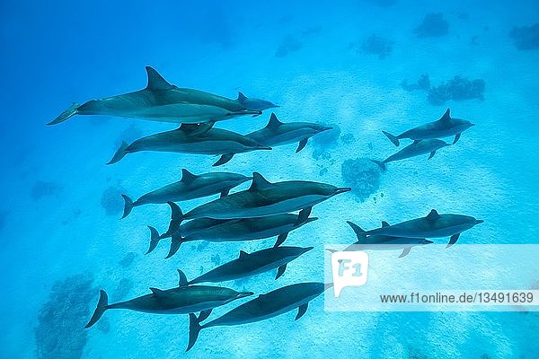Eine Gruppe von Spinnerdelfinen (Stenella longirostris) schwimmt über den Sandboden  Rotes Meer  Sataya Riff  Marsa Alam  Ägypten  Afrika