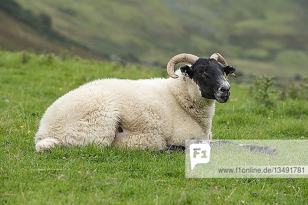 Im Gras liegende Dalesbred-Schafe  Isle of Skye  Schottland  Großbritannien