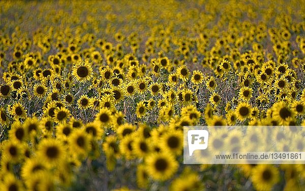 Flowering Sunflowers (Helianthus annuus)  field  Baden-WÃ¼rttemberg  Germany  Europe