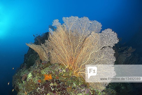 Korallenriffrücken mit Riesenfächer (Annella mollis)  Rotes Meer  Ägypten  Afrika
