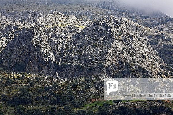 Felsmassiv im Naturpark Sierra de Grazalema Park  Sierra de Pinar  Grazalema  Provinz Cádiz  Andalusien  Spanien  Europa