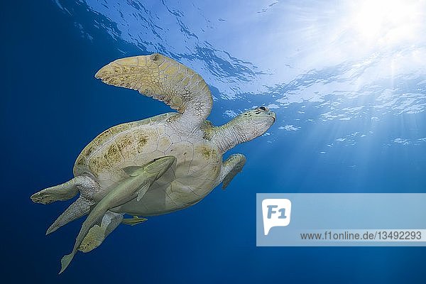 Grüne Meeresschildkröte (Chelonia mydas) mit lebendem Haifischfresser (Echeneis naucrates) schwimmen im blauen Wasser  Rotes Meer  Marsa Alam  Ägypten  Afrika