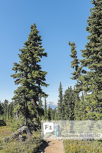 Wanderer auf dem Wanderweg Panorama Ridge  Wald und Berge  Garibaldi Provincial Park  British Columbia  Kanada  Nordamerika