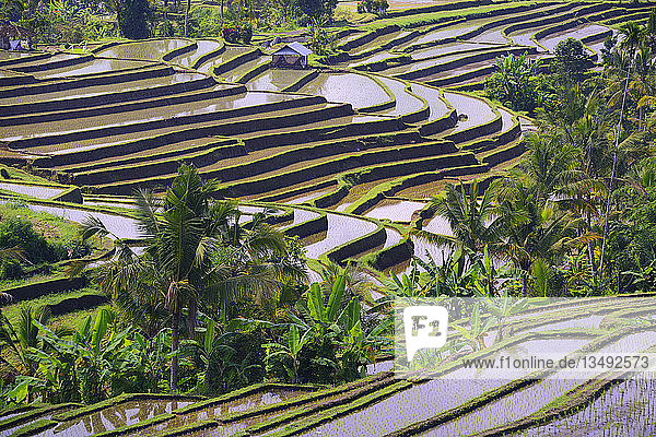 Die berühmten Reisterrassen von Jatiluwih  Bali  Indonesien  Asien