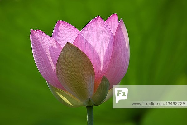 Pink lotus flower (Nelumbo nucifera)  Germany  Europe