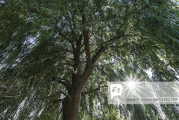 Weidenbaum (Salix) mit Sonnenreflex  Deutschland  Europa