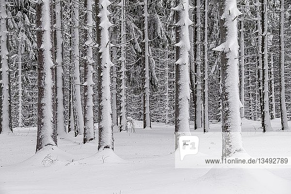 Snow-covered tree trunks in the forest  spruces (ficus) with snow  nature park Jauerling  Wachau  Lower Austria  Austria  Europe