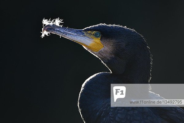 Great cormorant (Phalacrocorax carbo)  after plumage care  animal portrait  Baden-WÃ¼rttemberg  Germany  Europe
