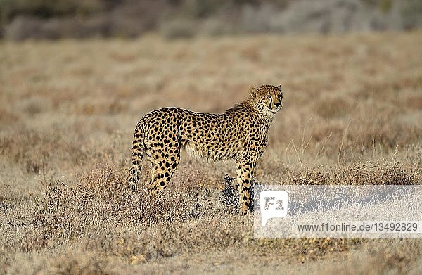 Gepard (Acinonyx jubatus) Männchen steht im trockenen Grasland bei Namutoni Etosha-Nationalpark Kunene-Region Namibia Afrika
