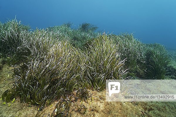 Neptungras (Posidonia oceanica)  Mittelmeer  Südzypern  Zypern  Europa
