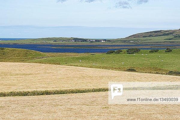 Gerstenfelder für die Whiskeyherstellung  Isle of Islay  Innere Hebriden  Schottland  Vereinigtes Königreich  Europa