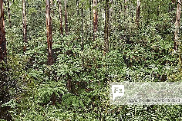 Wald mit Farnbäumen (Cyatheales)  Great Otway National Park  Victoria  Australien  Ozeanien