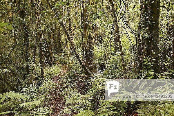 Gemäßigter Regenwald Urwald mit Farnen an der Carretera austral Valle Exploradores Parque Nacional Laguna San Rafael Patagonien Chile Südamerika