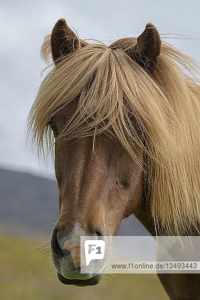 Braunes Islandpferd (Equus islandicus) mit blonder Mähne  Tierportrait  SauÃ°Ã¡rkrÃ³kur  Akrahreppur  NorÃ°urland vestra  Island  Europa
