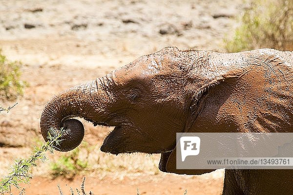 Junger verwaister afrikanischer Elefant (Loxodonta africana)  der mit seinem Rüssel einen Dornenbusch ausreißt  Kenia  Afrika
