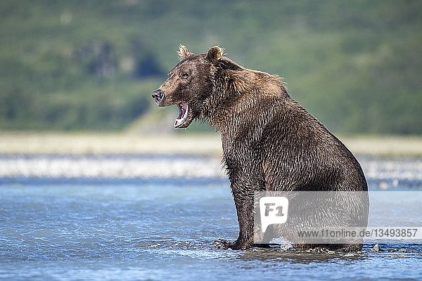 Braunbär (Ursus Arctos) beim Gähnen im Fluss  Katmai National Park  Alaska  USA  Nordamerika