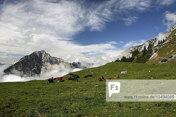 Cows on an Alpine pasture  Austria  Europe