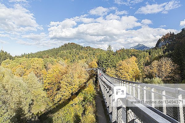 Baumkronenwanderung über den Herbstwald im Walderlebniszentrum Ziegelwiesen  Füssen  Bayern  Deutschland  Europa