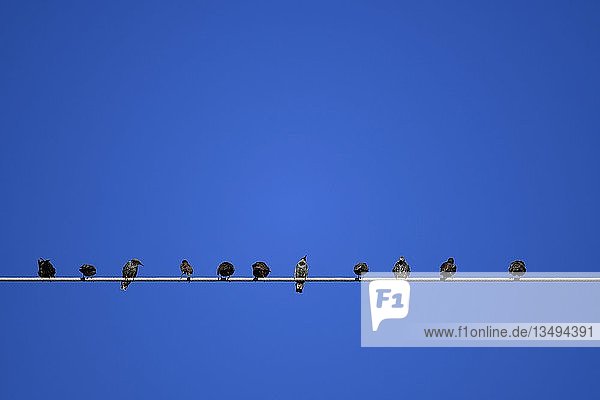European starlings (Sturnus vulgaris) sitting on overhead line  Stuttgart  Baden-WÃ¼rttemberg  Germany  Europe