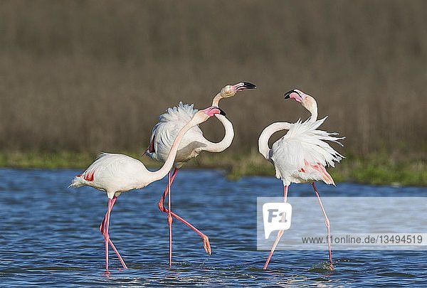 Großer Flamingo (Phoenicopterus roseus)  ein Paar auf der linken Seite streitet sich mit einem einsamen Männchen  an der Laguna de Fuente de Piedra  Provinz Malaga  Andalusien  Spanien  Europa