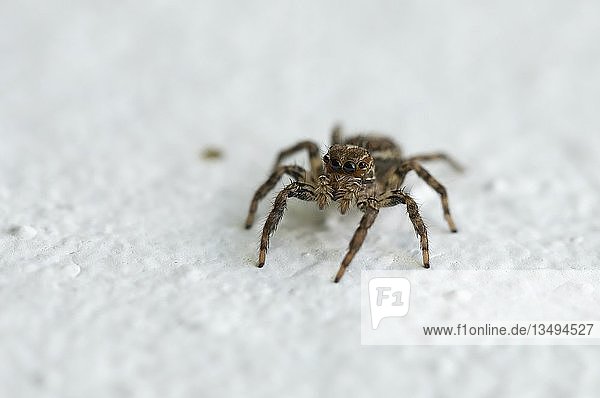 Springende Spinne (Plexippus paykulli) auf weißem Grund  Isaan  Thailand  Asien