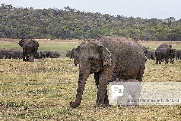 Sri Lankan elephants (Elephas maximus maximus)  mother animal with young animal  Wasgamuwa National Park  Sri Lanka  Asia