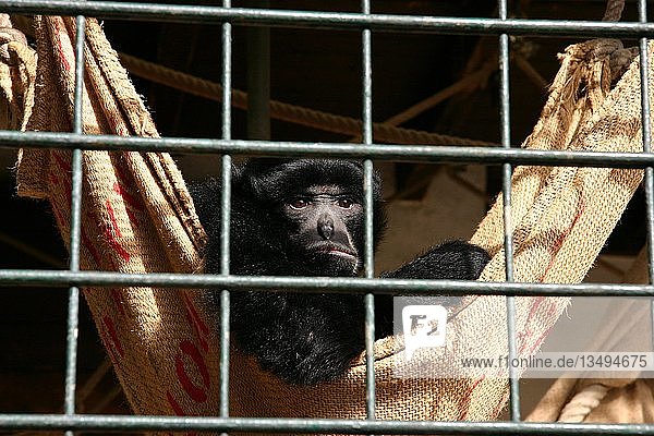 Ape in a cage  Zoo