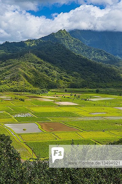 Taro-Felder bei Hanalei auf der Insel Kauai  Hawaii  USA  Nordamerika
