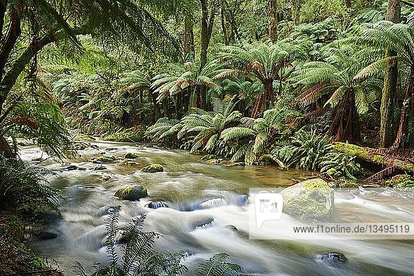 Bach im Regenwald  Great Otway National Park  Victoria  Australien  Ozeanien