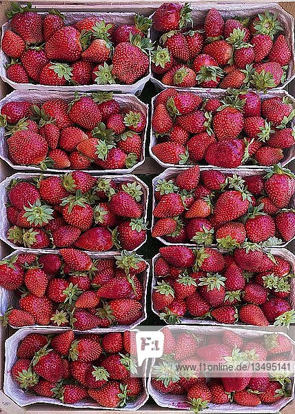 Frische Erdbeeren an einem Marktstand  Deutschland  Europa