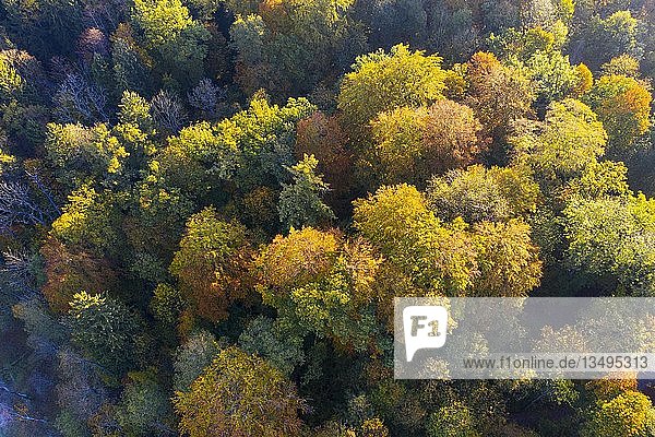 Herbstlicher Laubwald  Drohnenaufnahme  Oberbayern  Bayern  Deutschland  Europa
