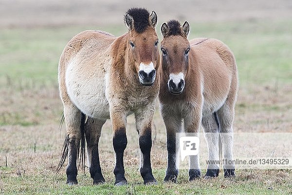 Przewalski-Pferde (Equus ferus przewalskii)  Emsland  Niedersachsen  Deutschland  Europa
